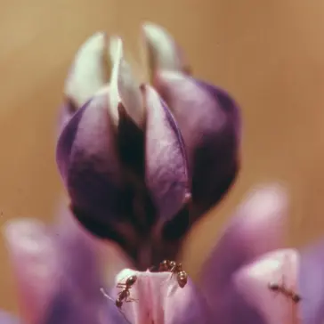 Detalle de la flora de la zona del cañón de Malibú